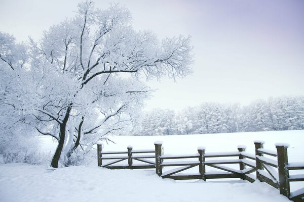 Paesaggio invernale di recinzione e albero