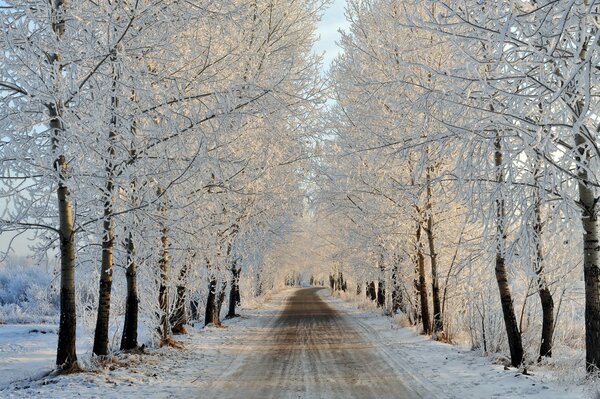 Winter landscape road and trees under snow