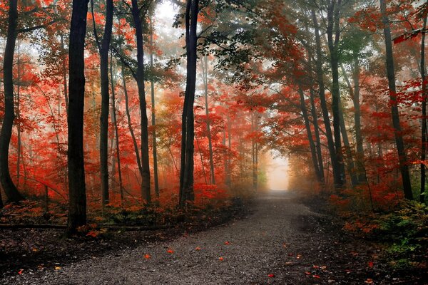 Sentier forestier entre les séquoias