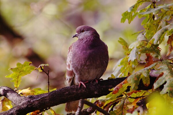 Imagen de un pájaro en una rama