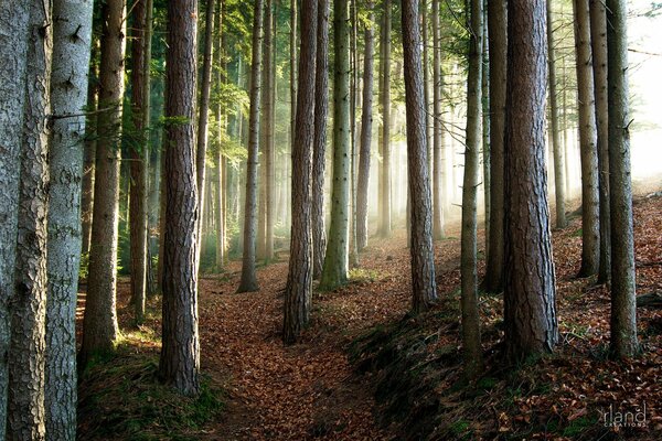 A beautiful forest with trees of extraordinary beauty