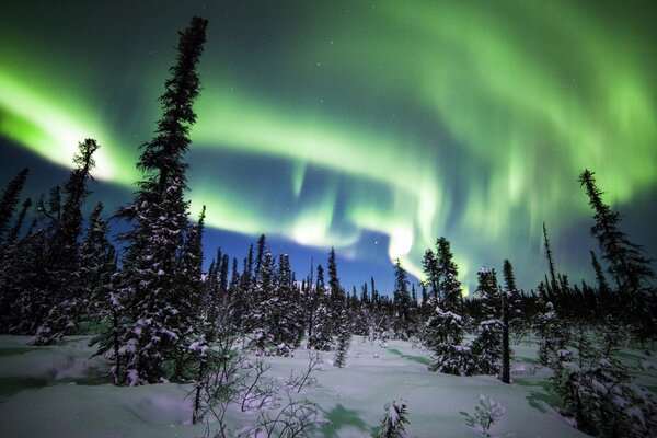 Aurora boreal en el bosque nevado