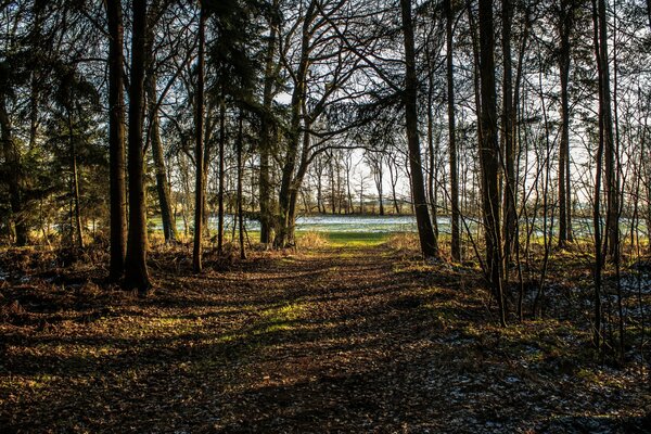 Bosque parque escarcha árboles