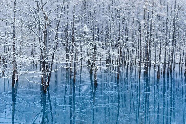 Invierno reflexión de los árboles en la nieve en el agua Japón