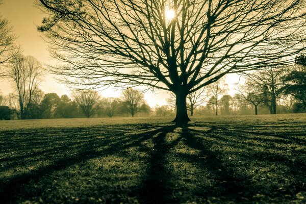 Árbol majestuoso en el campo en un día soleado