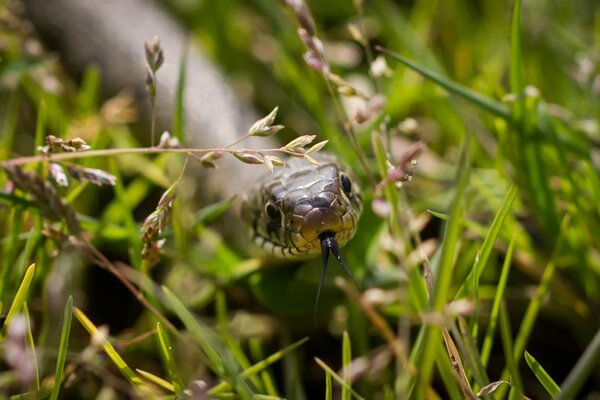 Una serpiente saca su lengua en la hierba