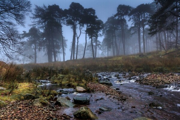 Foggy evening by the stream