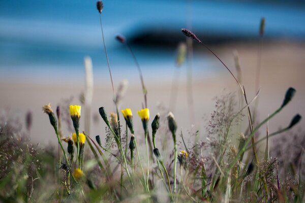 Delicate opening yellow flowers in the field