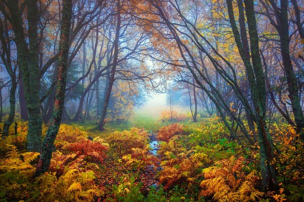 Herbstwald. Nebel im Wald. Die Natur