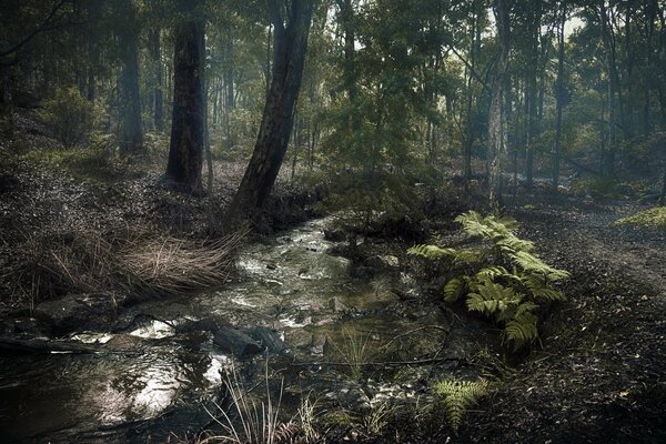 Forest landscape in foggy weather