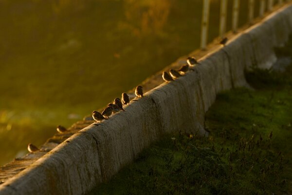 Costruire passeri al tramonto