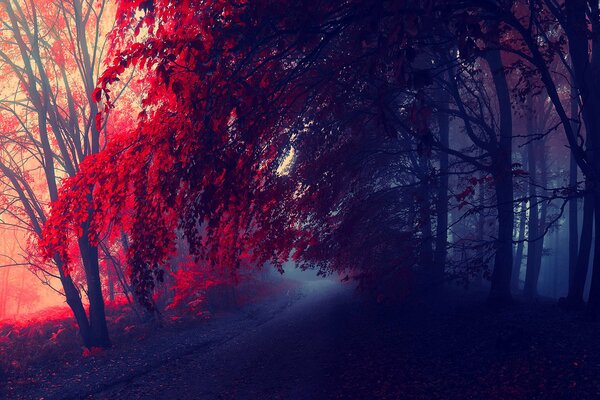 Autumn crimson is reflected on trees and leaves