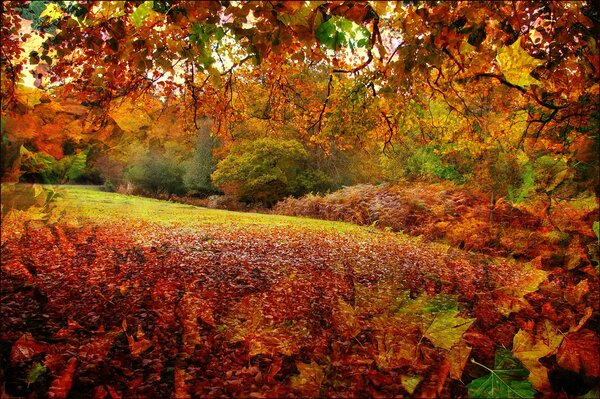 Paysage d automne dans le Hampshire, Angleterre