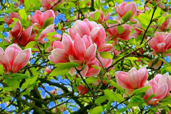 Pink magnolia in early spring