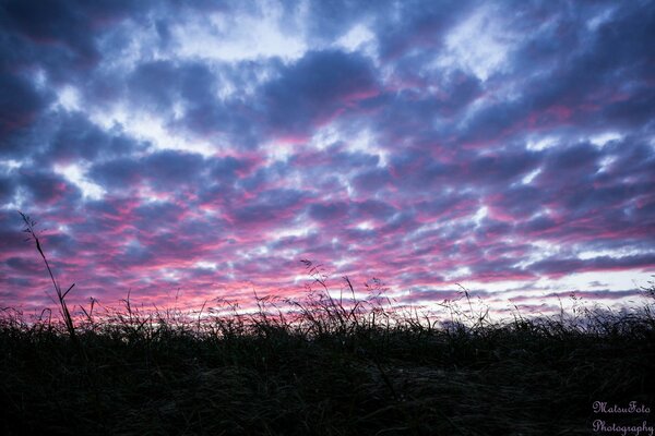 Pink sunset over the field