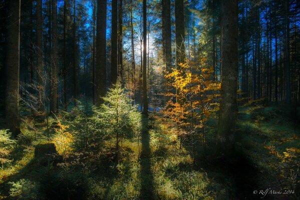 Un bosque misterioso con una naturaleza increíble. Los rayos del sol son traviesos