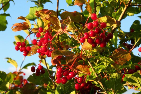 Rote Viburnumbeeren im Herbst