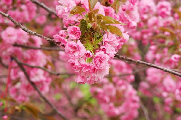 frühlingsblühende Sakura mit zarten rosa Blüten