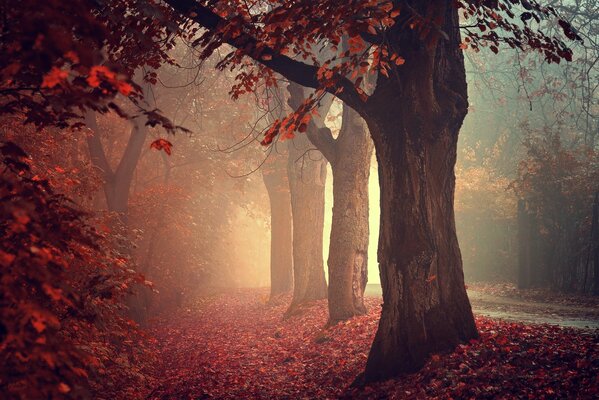 Autumn crimson forest along the road