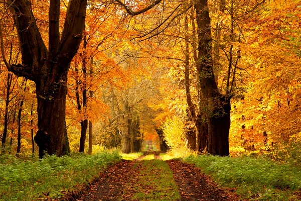 Autumn trail in the park