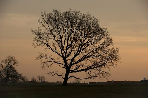 Baum mit üppiger Krone auf Morgenhintergrund