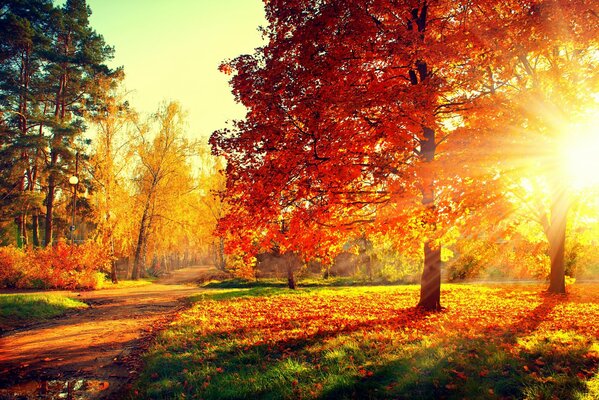 Camina por el parque de otoño al atardecer