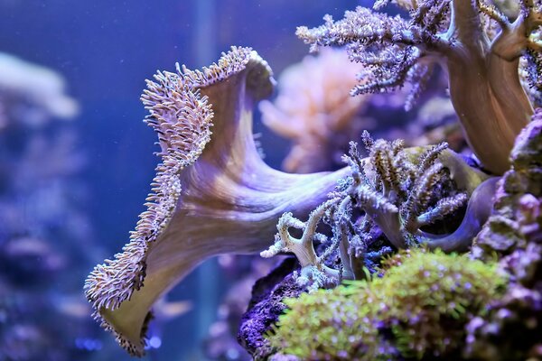 Coralli nel nostro acquario