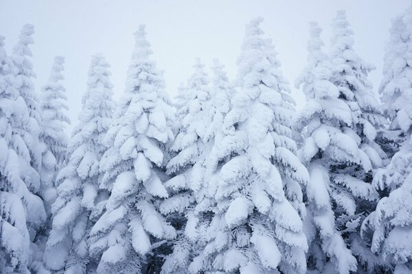 Photo de la forêt enneigée d hiver