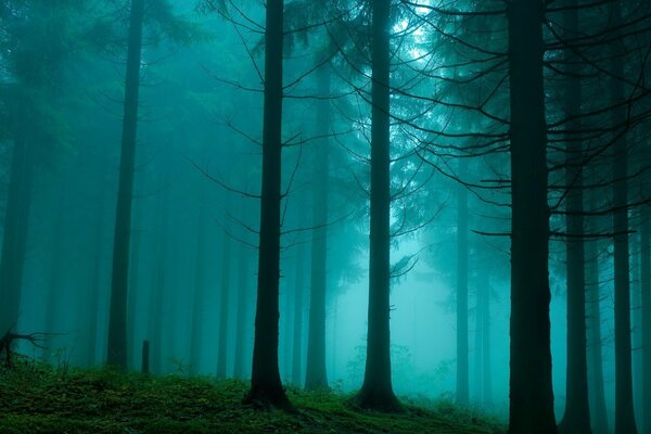 Il velo blu naturale della foresta siberiana