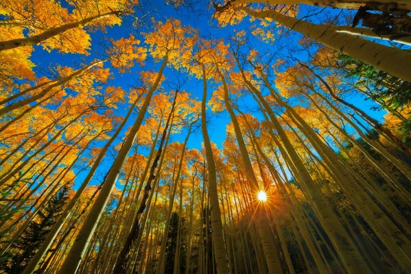 Otoño en el bosque de Colorado