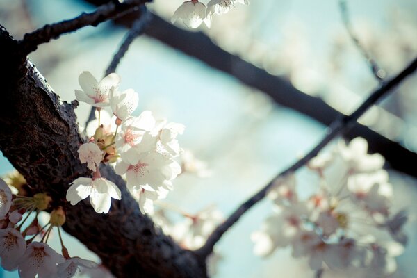 Spring, flowers bloomed on the twigs