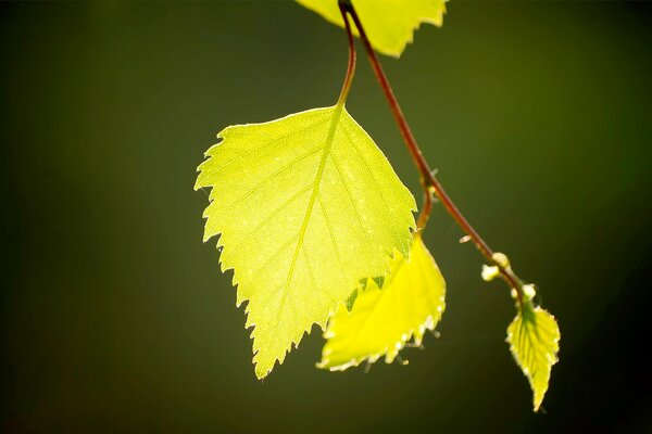 Yellow birch leaf macro photography
