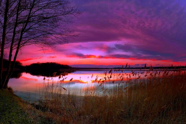 Flieder Sonnenuntergang über einem Waldsee