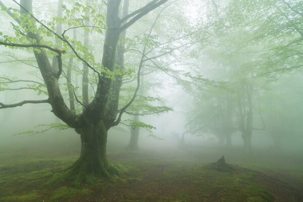 Fog in the forest in summer