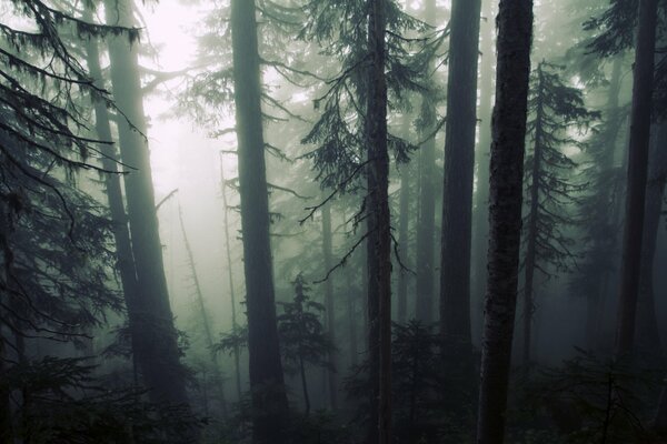 Cupo bosco profondo nella nebbia