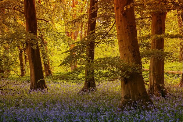 Fabulously beautiful in the summer in the forest