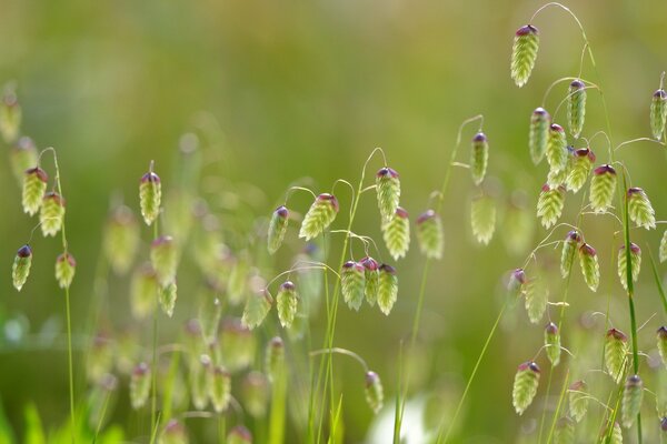 Foto macro della natura. Erba soffice nel campo