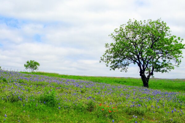 A lonely standing tree in a flower meadow