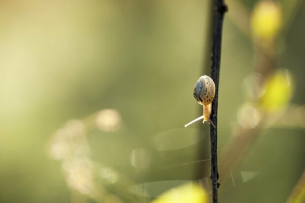 Eine Schnecke kriecht über einen Ast