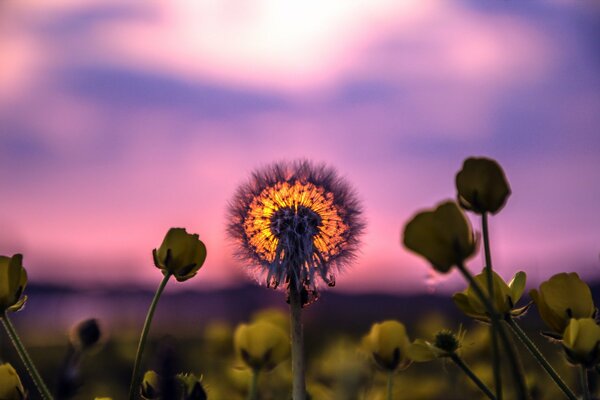 Summer landscape dandelion at sunset