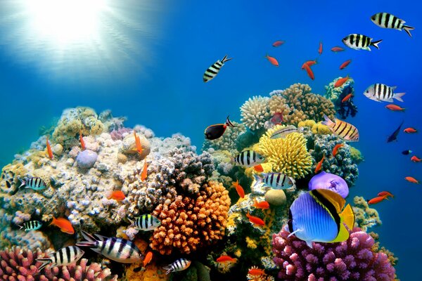 Arrecife de Coral con peces de colores 