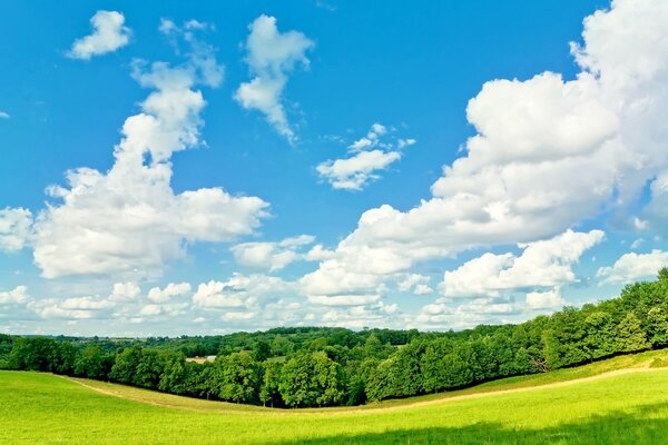 Blue sky of the forest on a sunny day