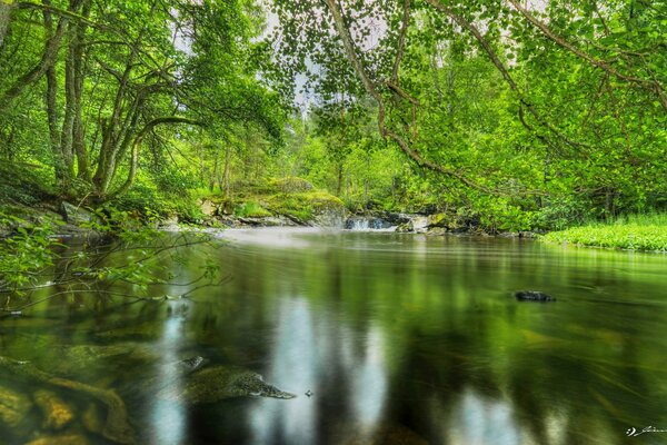 Étang avec de l eau claire à l ombre des arbres