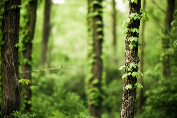 Wald Bäume Natur Efeu