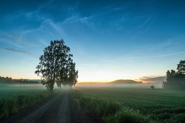 Wallpaper field with trees near the road