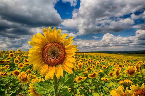 Campo di girasoli su uno sfondo di cielo nuvoloso