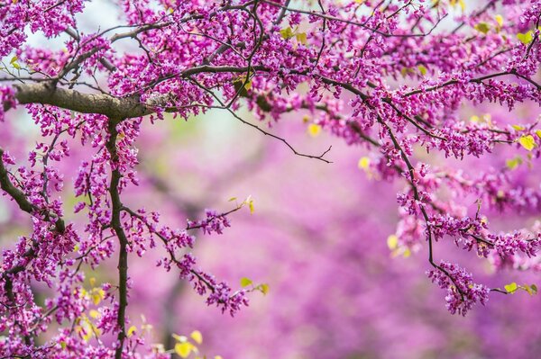 Nature tree spring spring