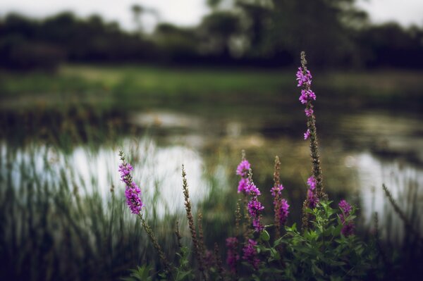 Gras Blumen See Fluss Verschwommener Hintergrund