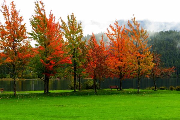 Jesienne drzewa czerwone liście na tle zielonej trawy