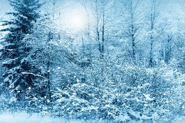 Árboles cubiertos de nieve en el bosque de invierno